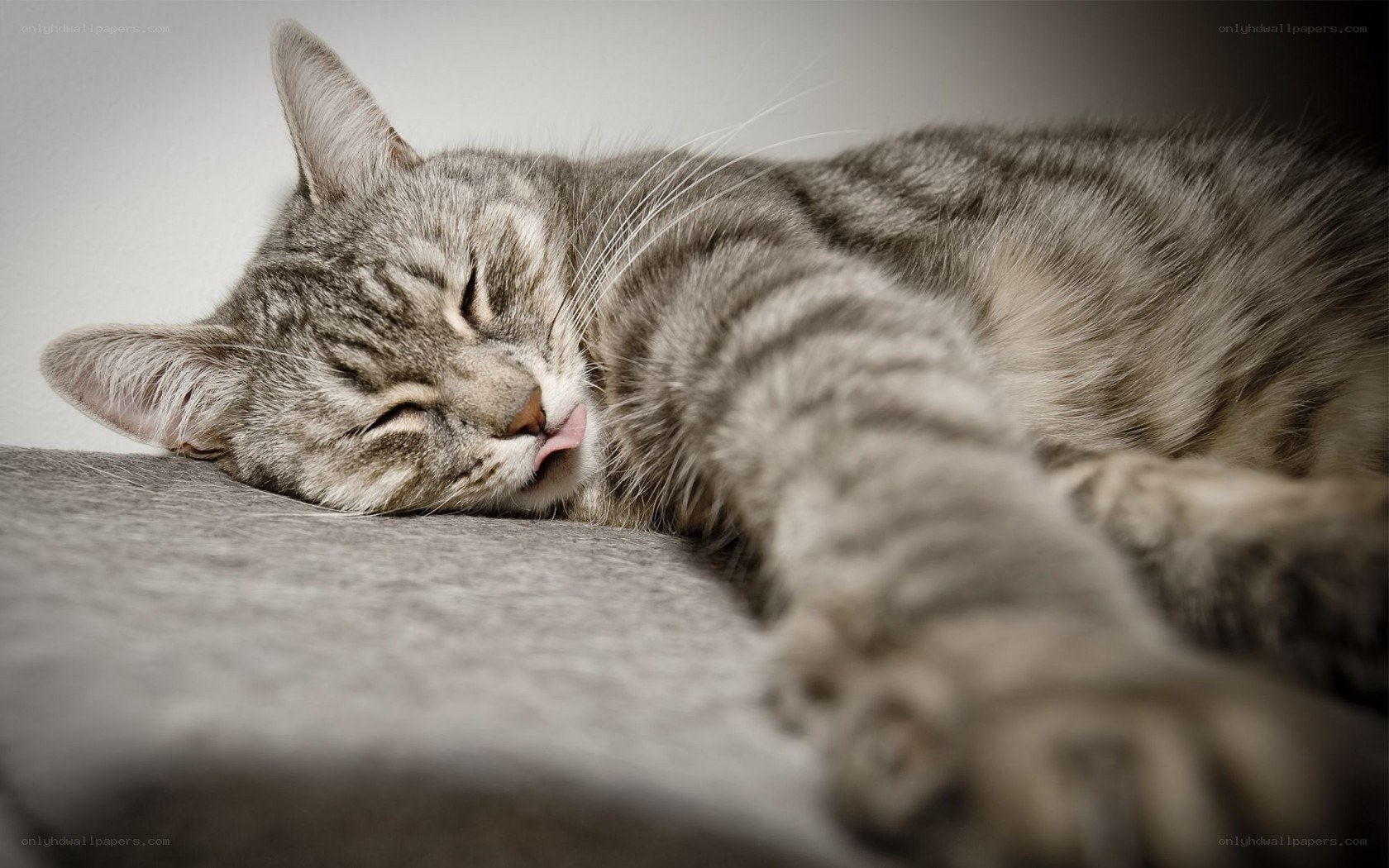 sleeping tabby cat
