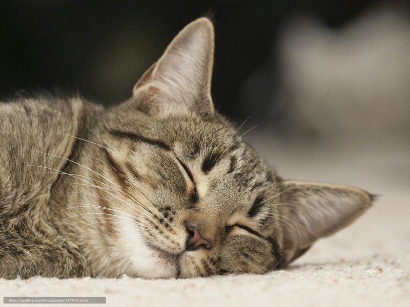 sleeping tabby cat
