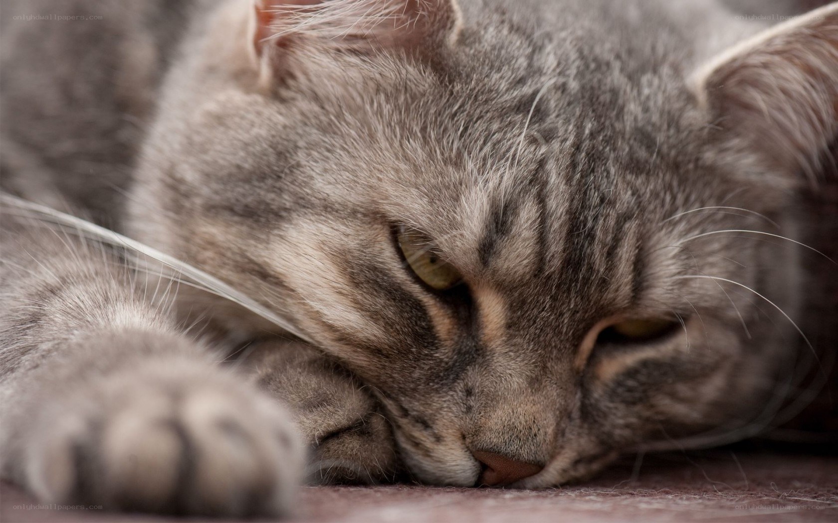 sleeping tabby cat