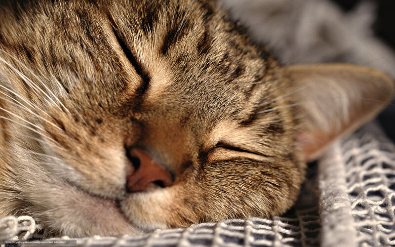 Sleeping tabby cat