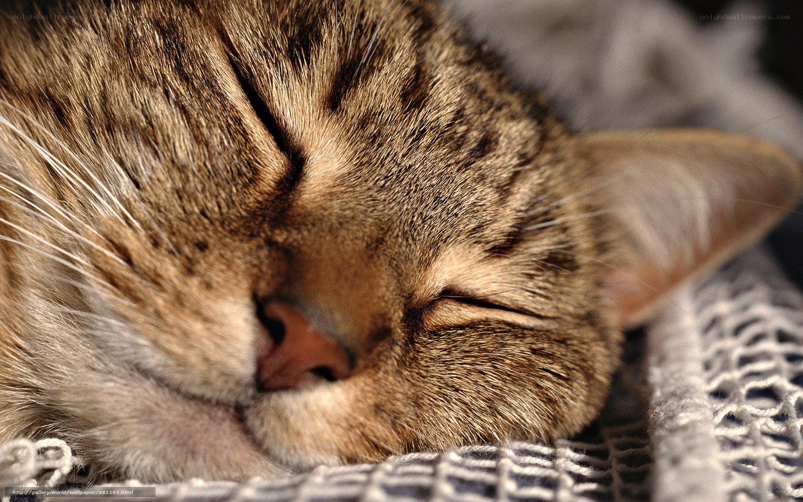 Sleeping tabby cat