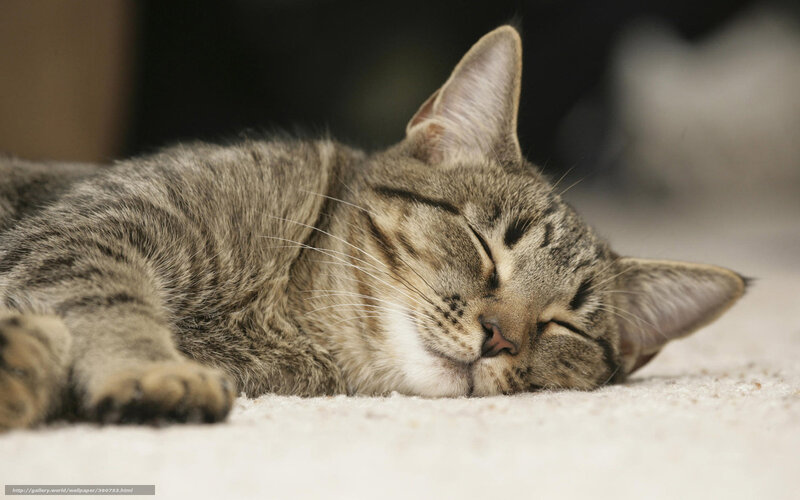 Sleeping tabby cat