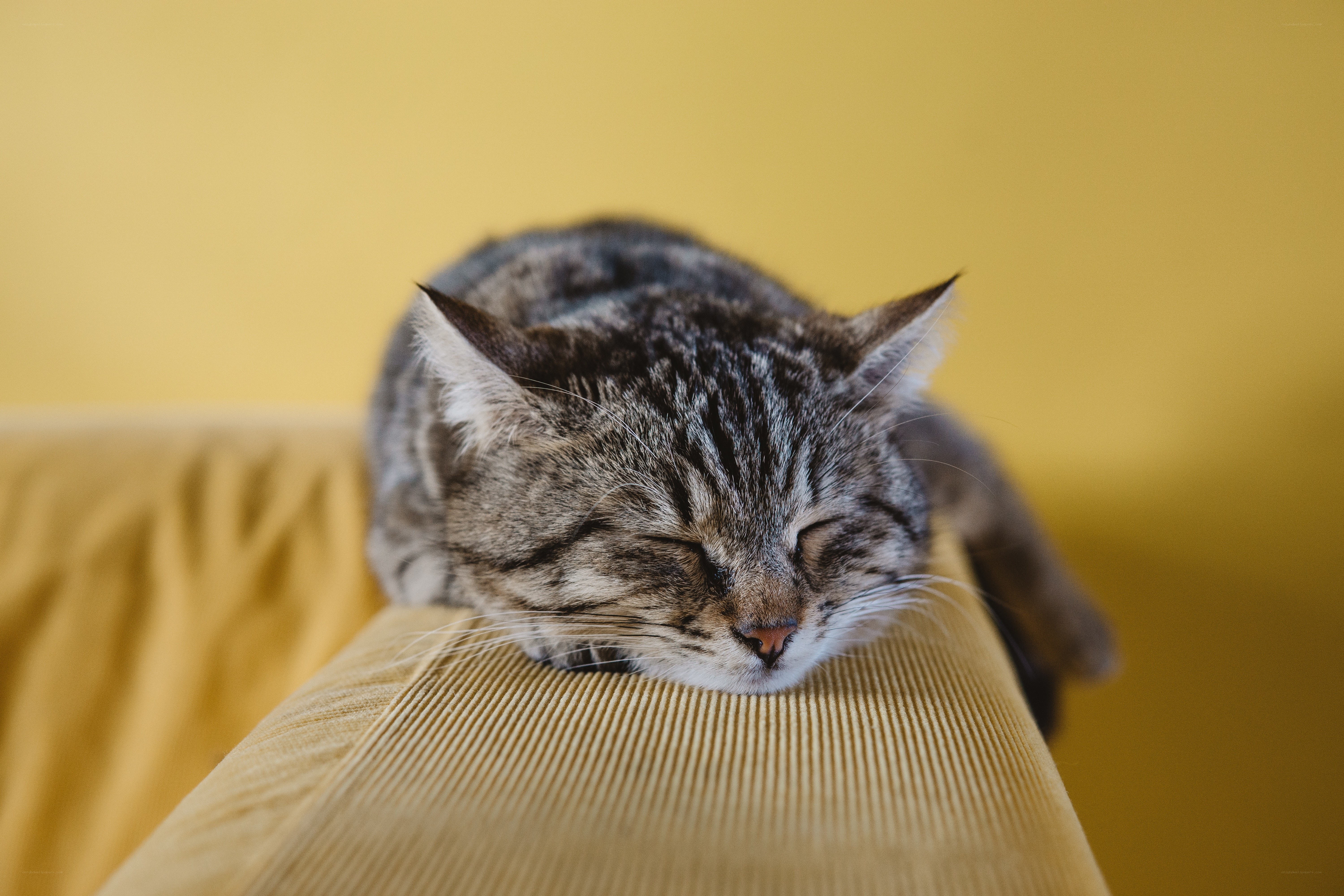 sleeping tabby cat
