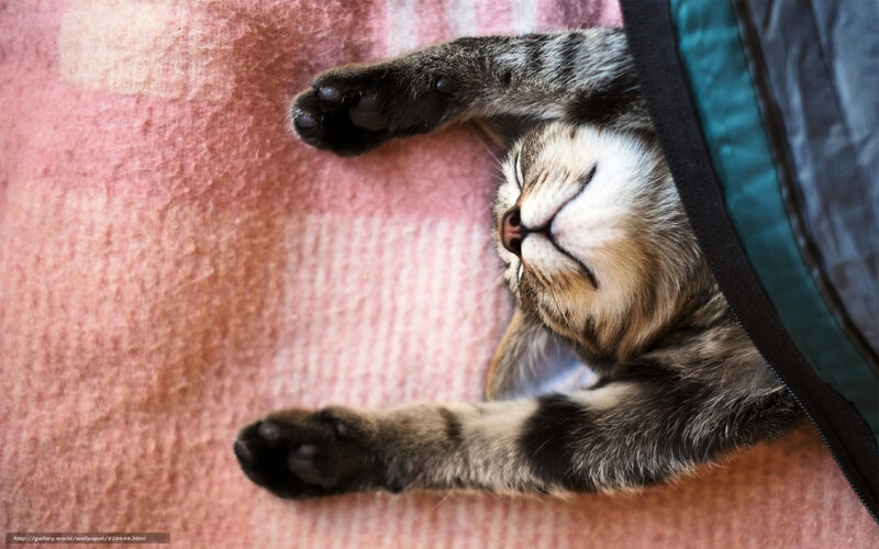 Sleeping tabby cat