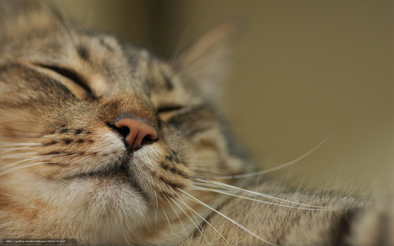 sleeping tabby cat