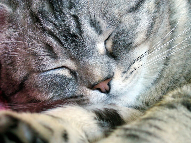 Sleeping tabby cat