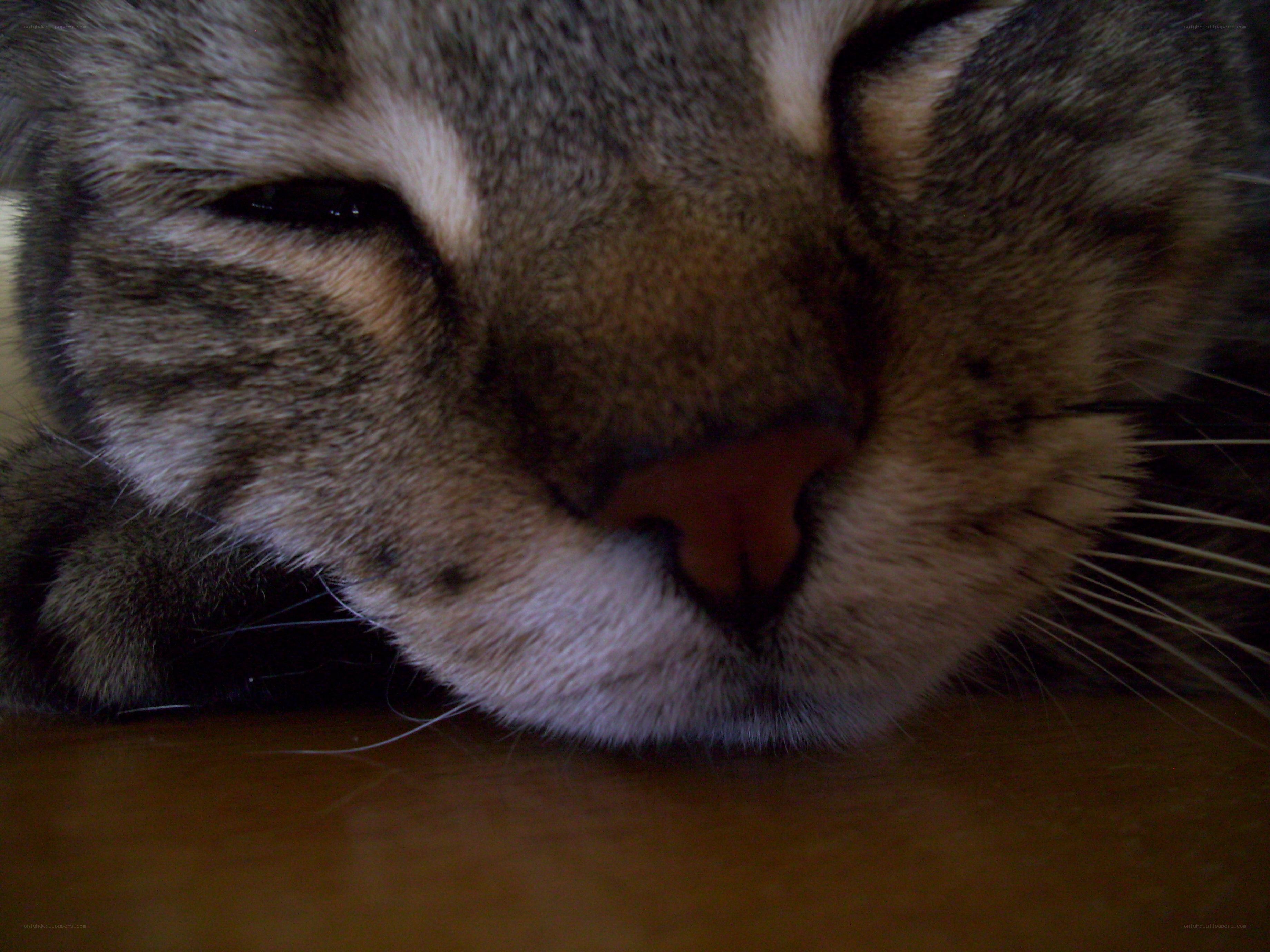 sleeping tabby cat