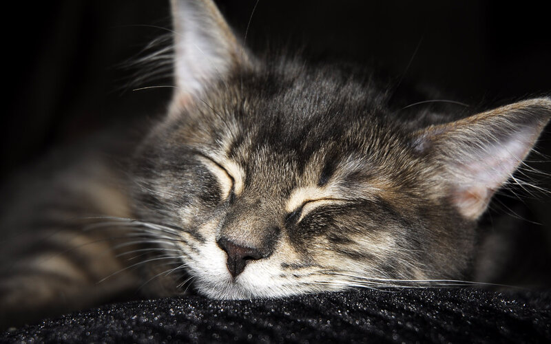 sleeping tabby cat