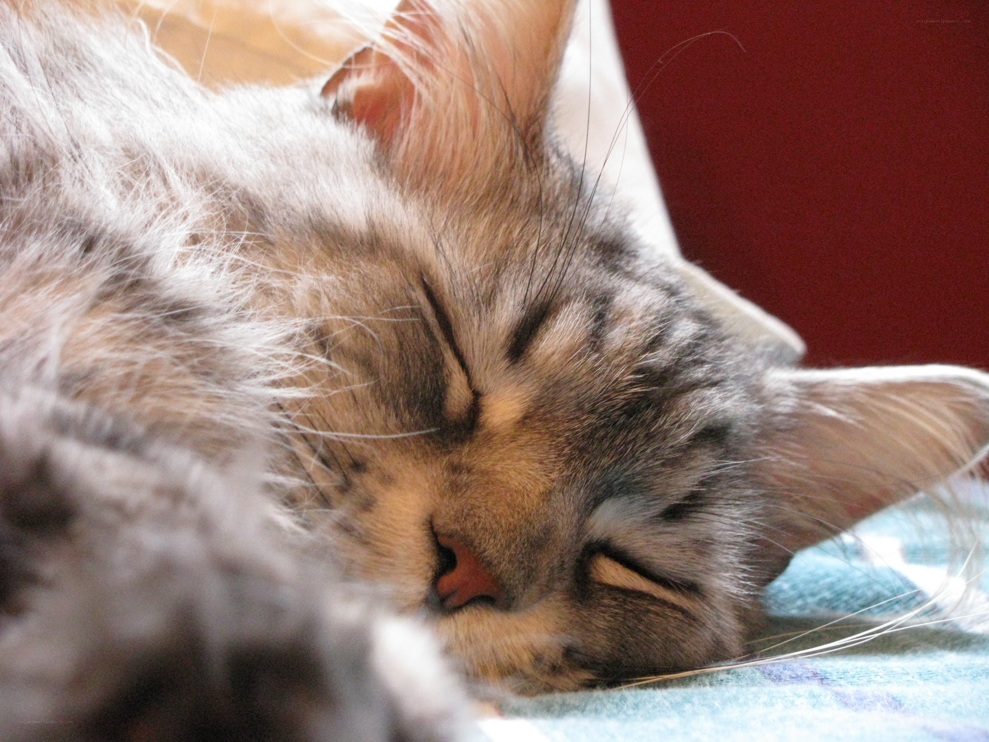 sleeping tabby cat