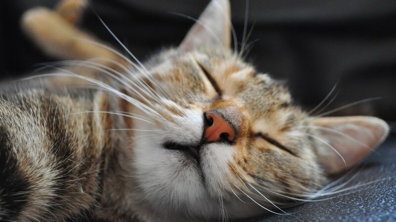 Sleeping tabby cat