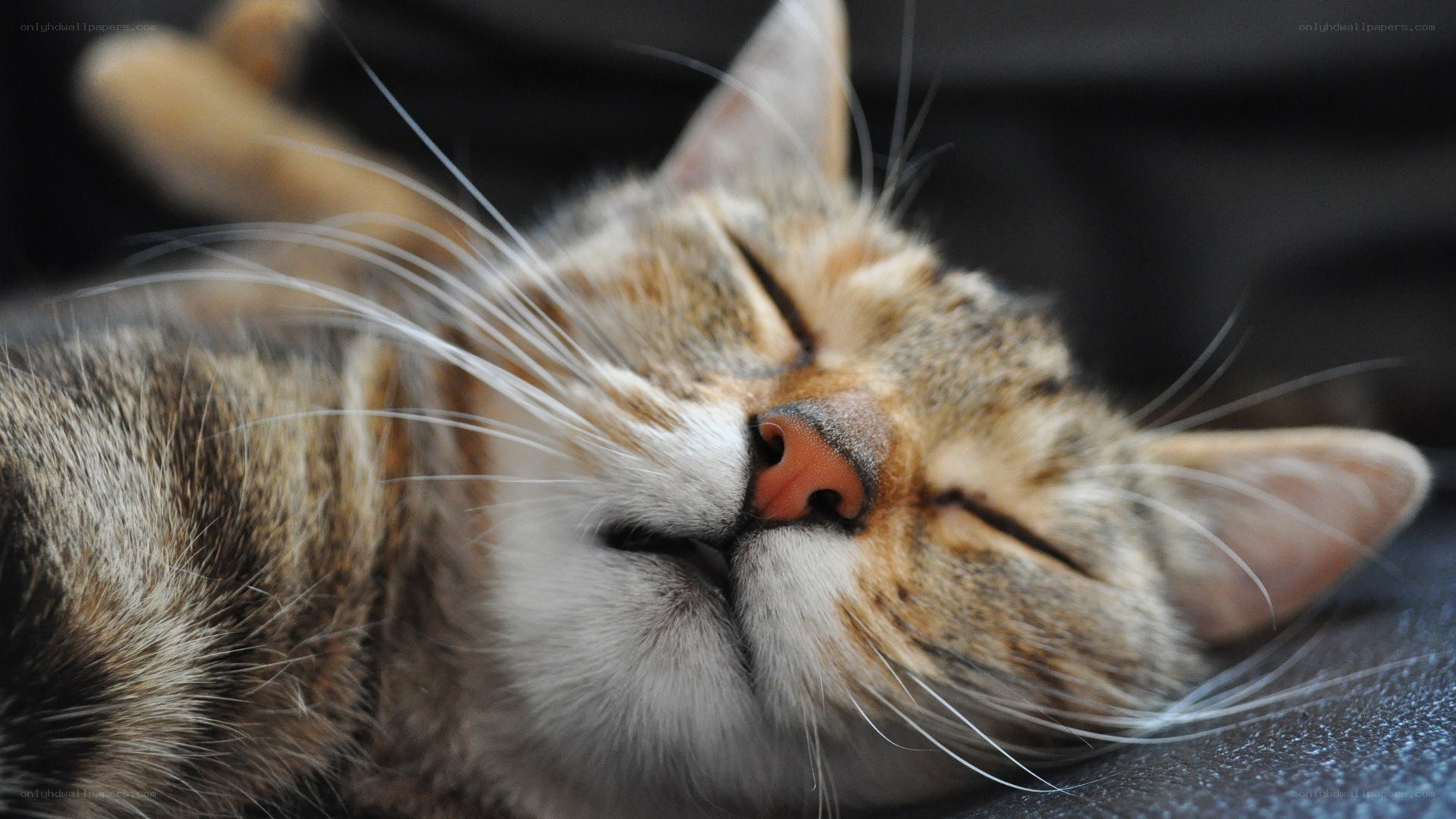 Sleeping tabby cat