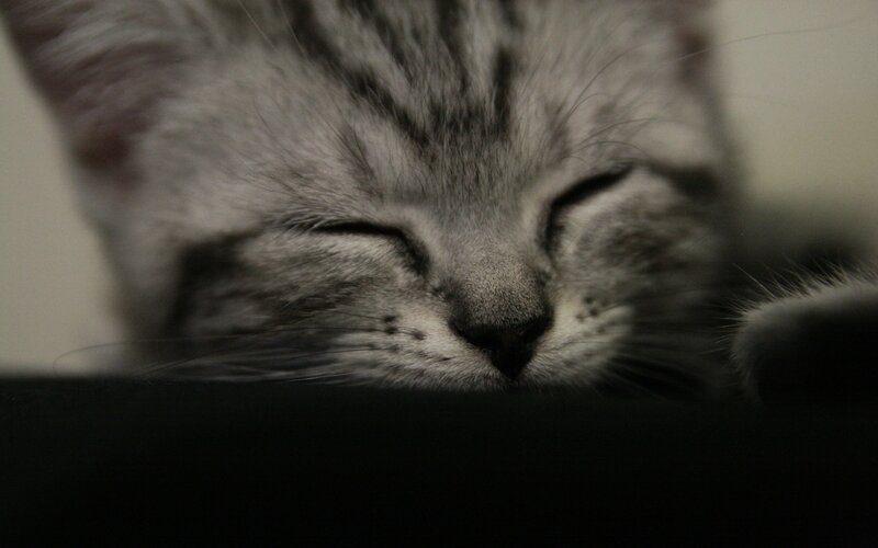 sleeping tabby cat