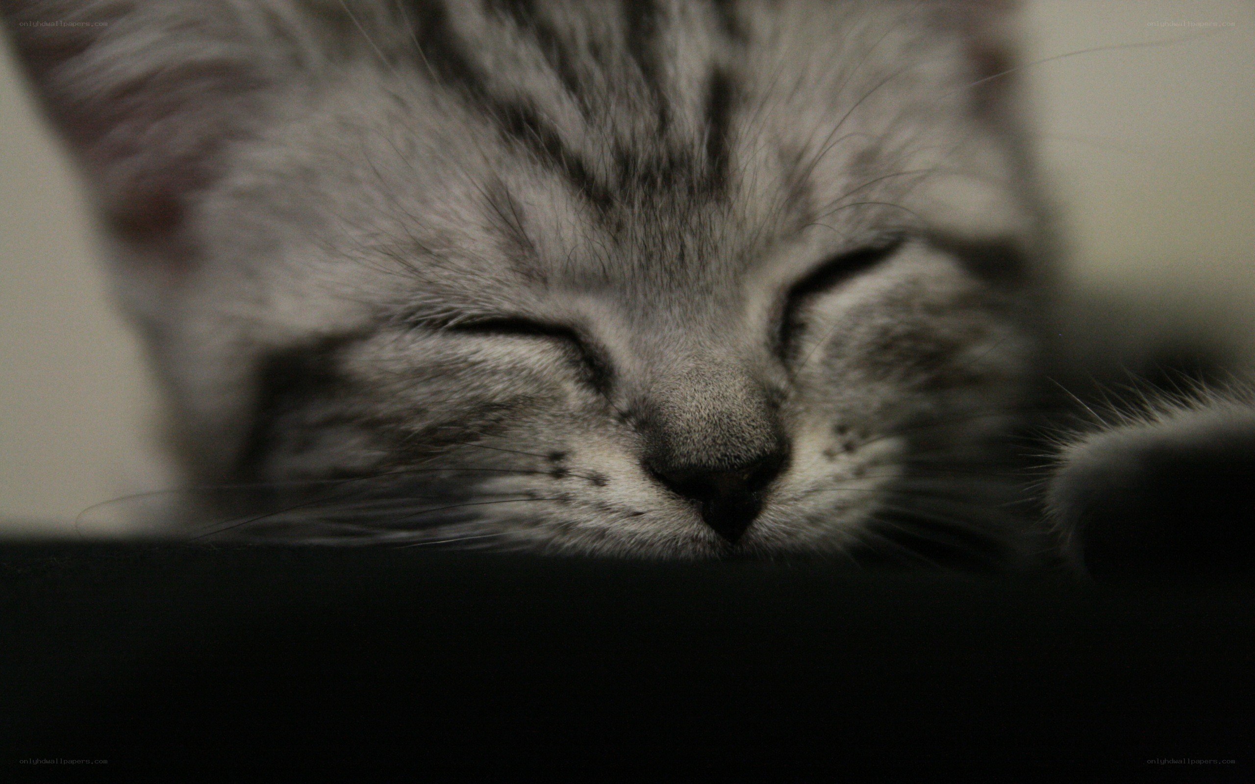sleeping tabby cat