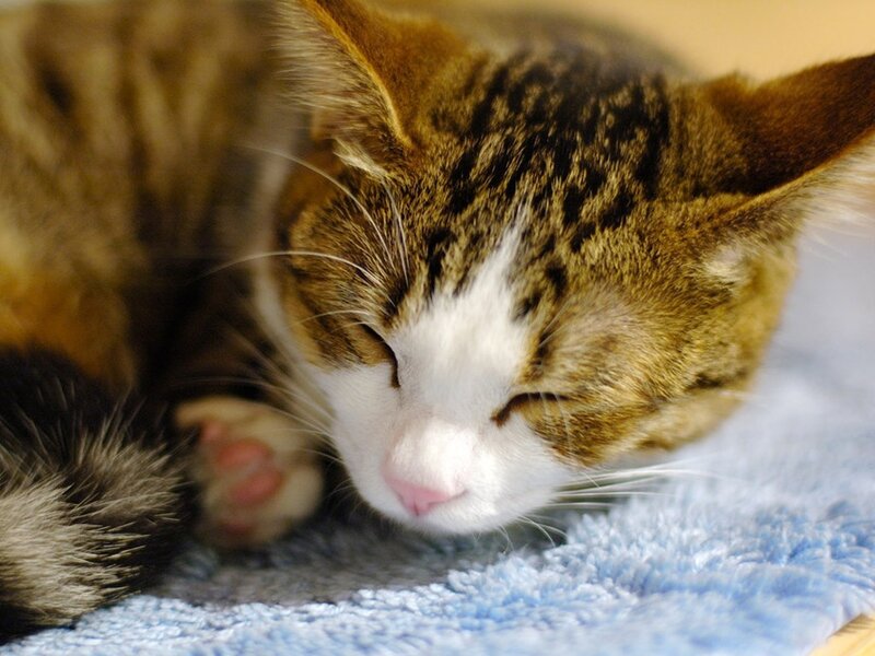 Sleeping tabby cat