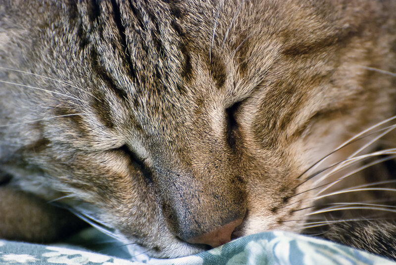 sleeping tabby cat