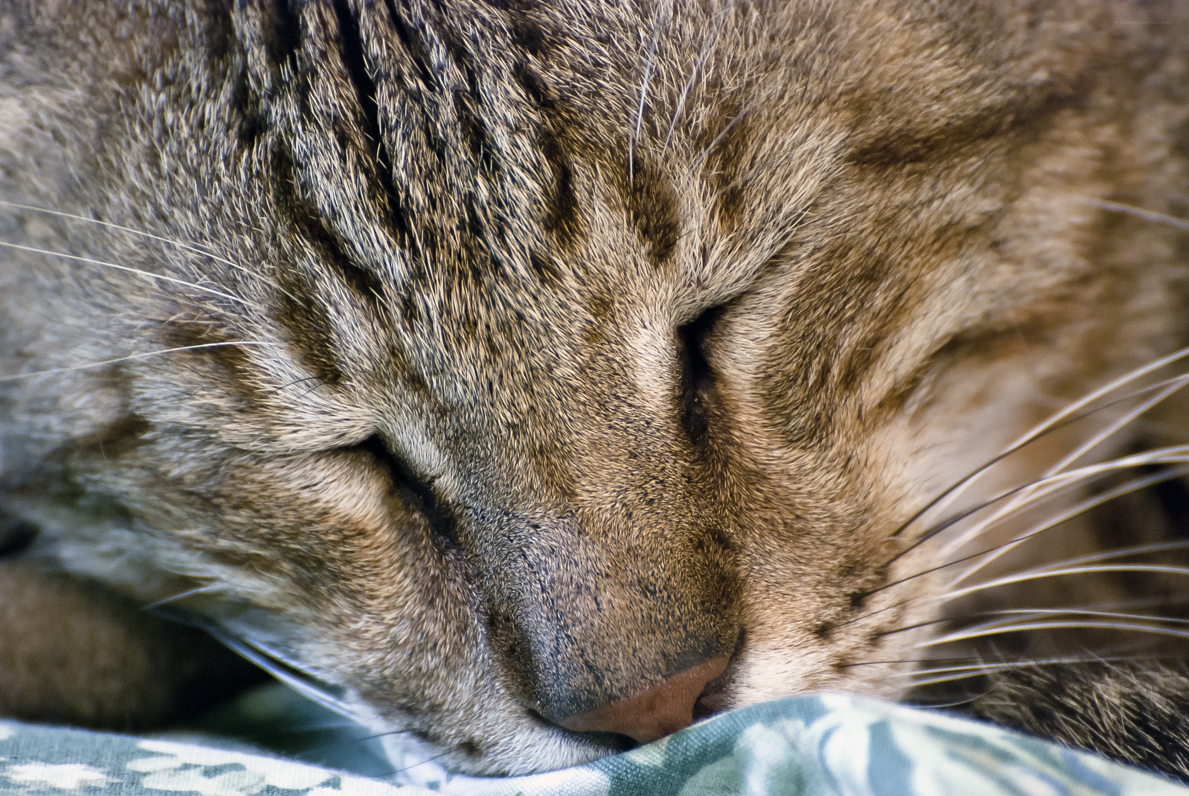 sleeping tabby cat