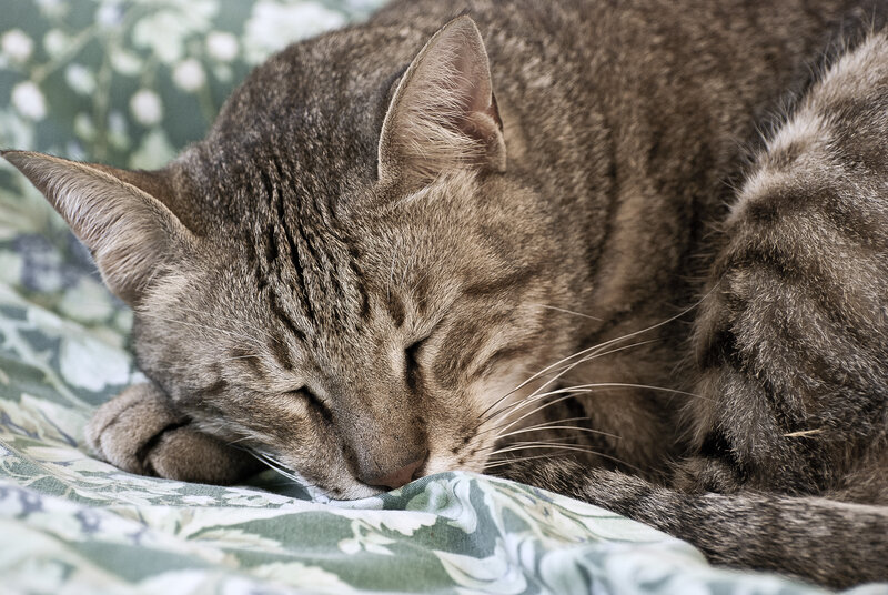 Sleeping tabby cat