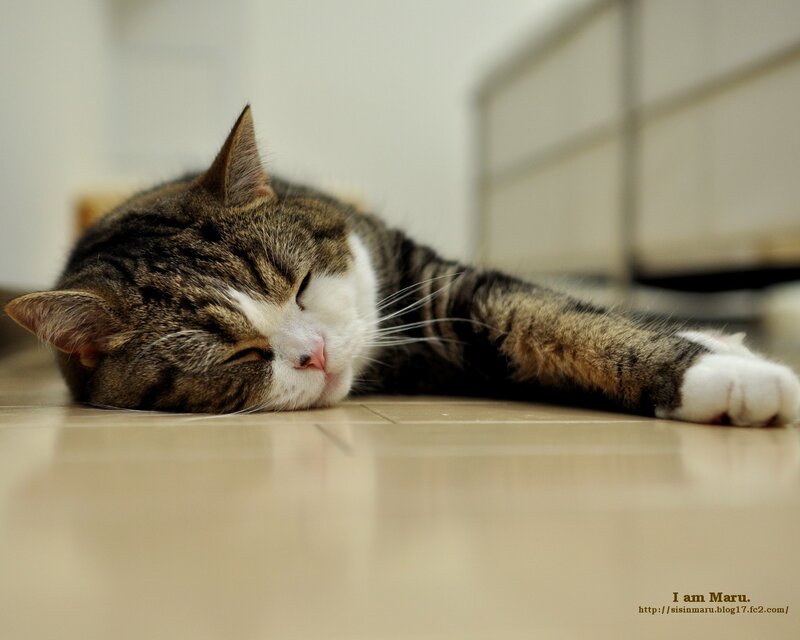 Sleeping tabby cat