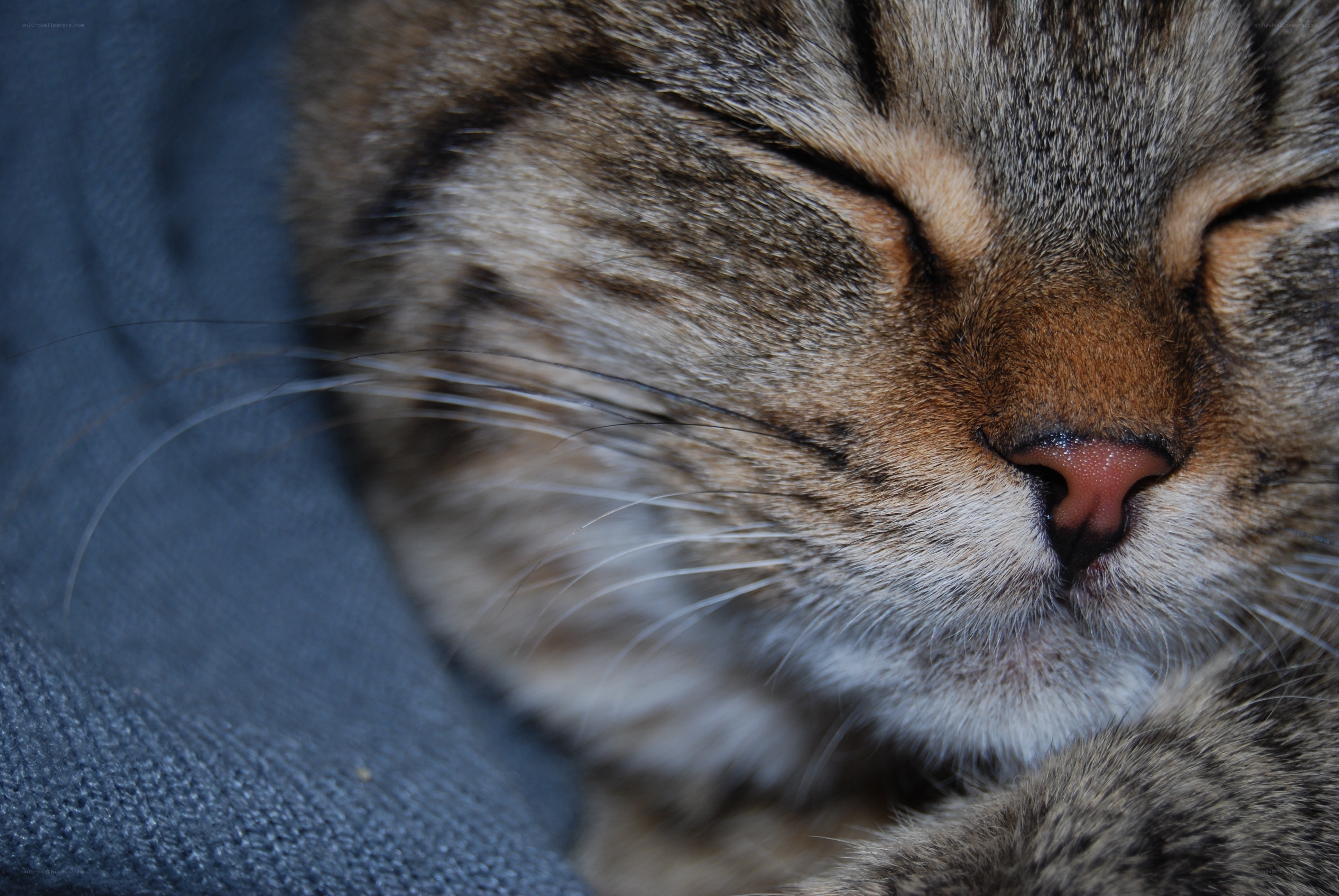 sleeping tabby cat