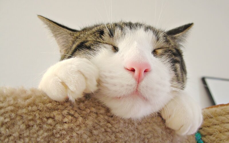 sleeping tabby cat