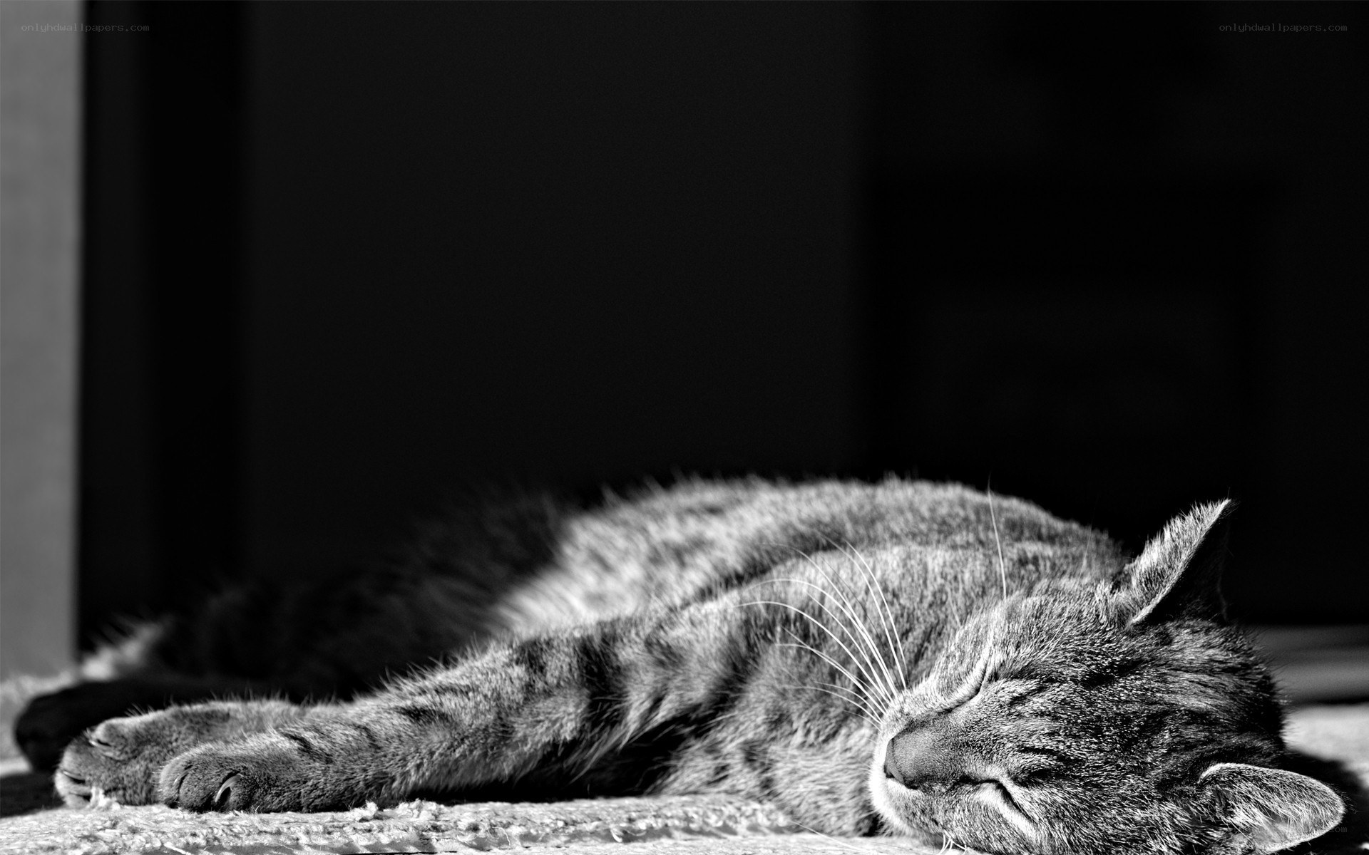 sleeping tabby cat