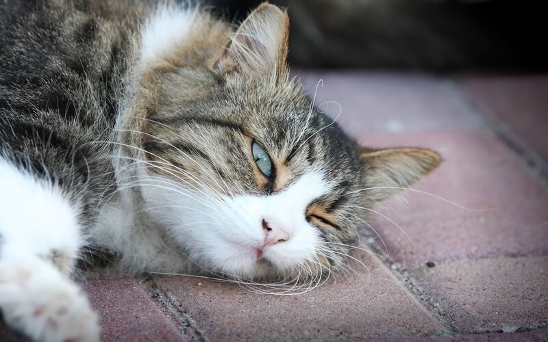 sleeping tabby cat