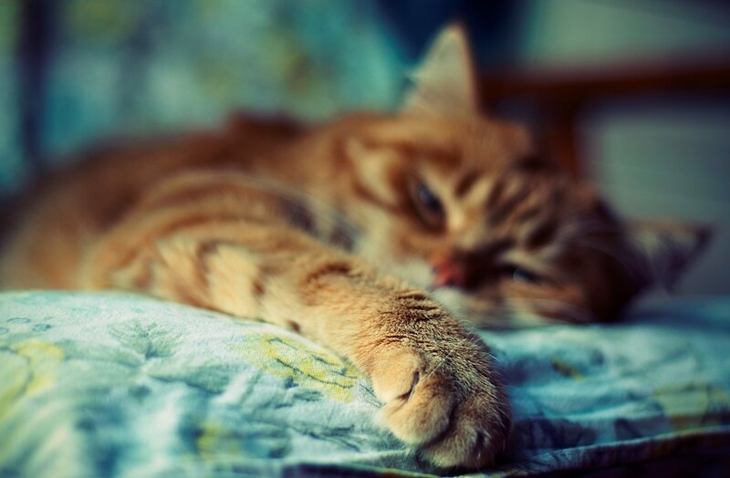 sleeping tabby cat
