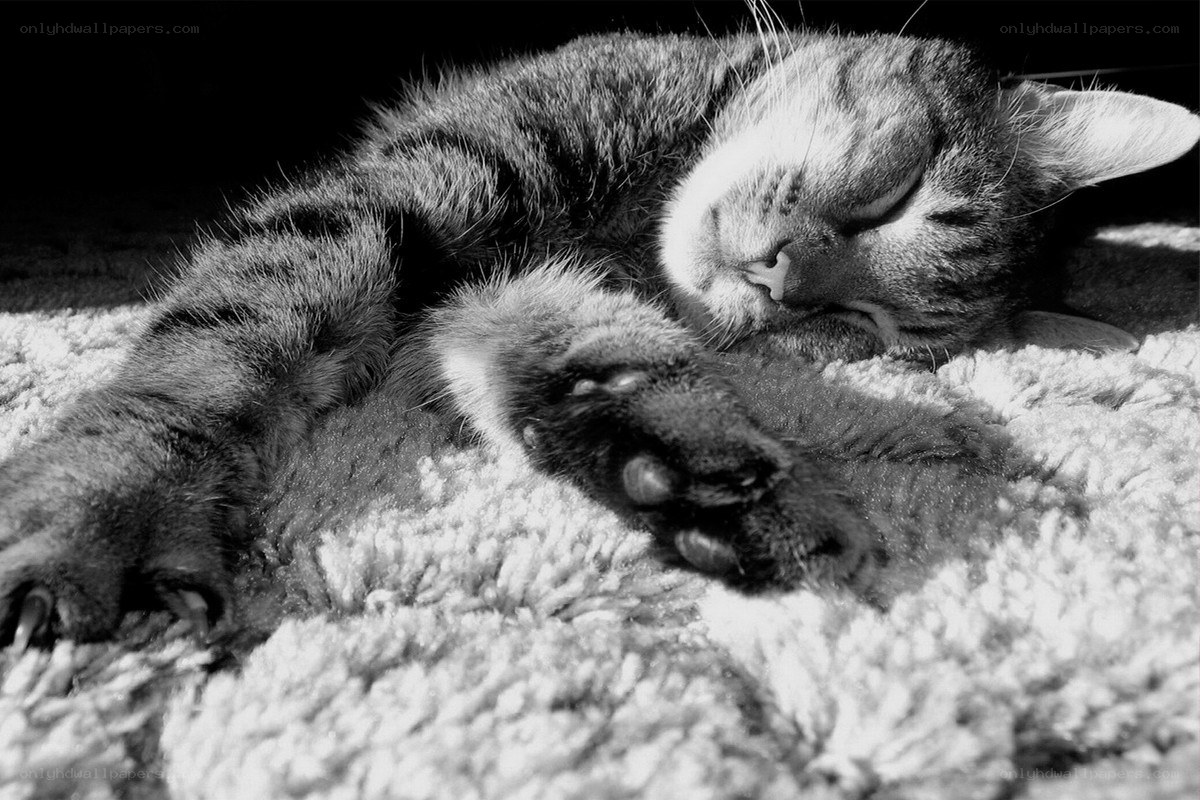 Sleeping tabby cat