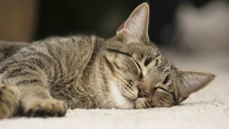 sleeping tabby cat