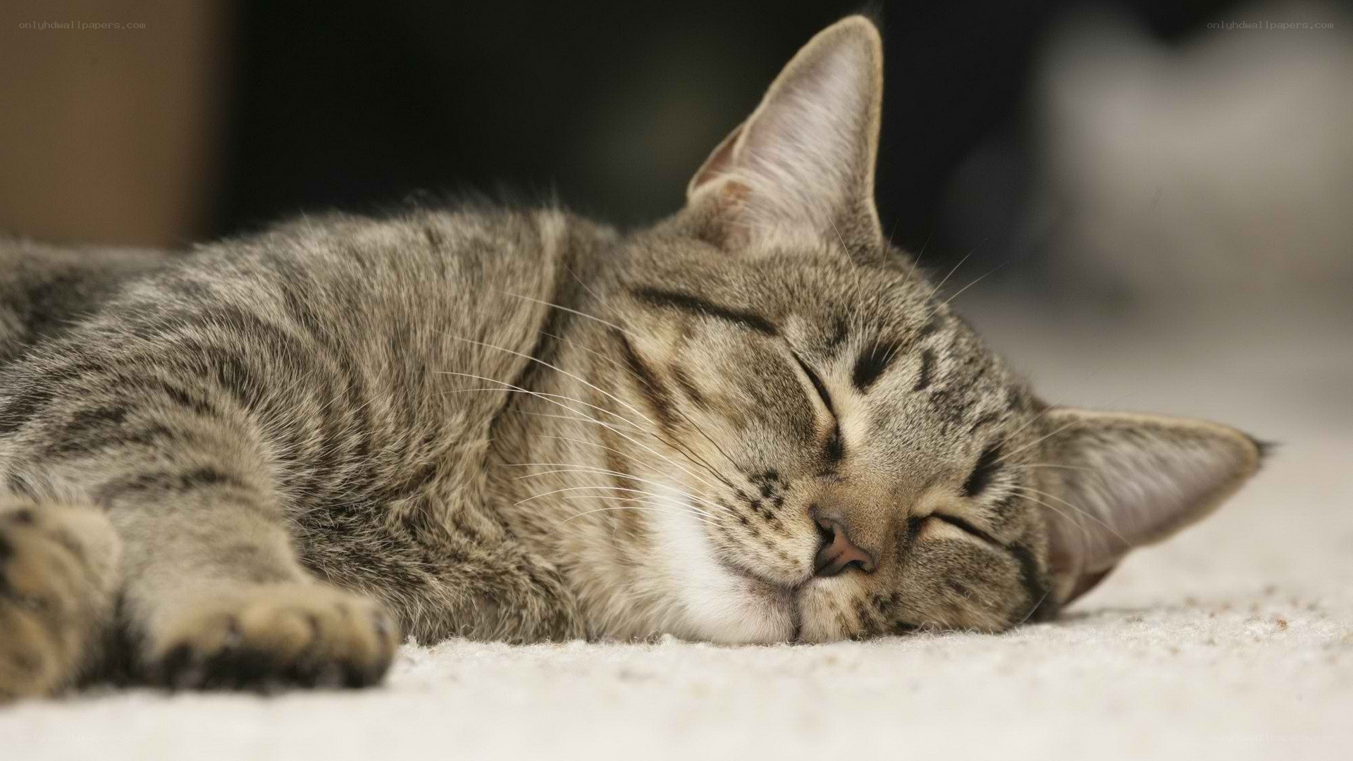 sleeping tabby cat