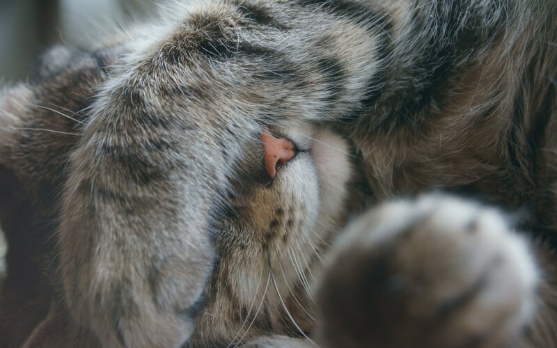 sleeping tabby cat