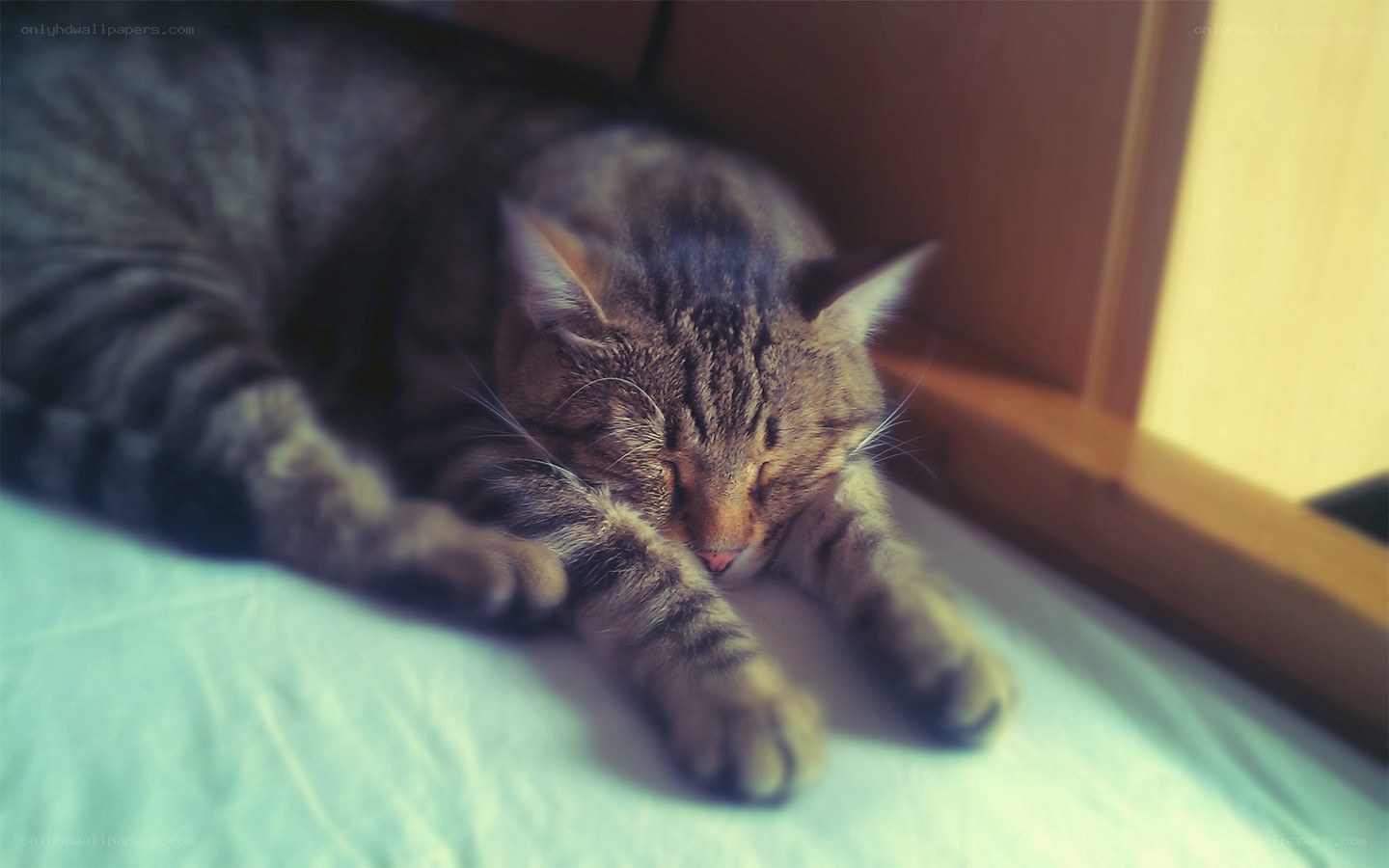 sleeping tabby cat