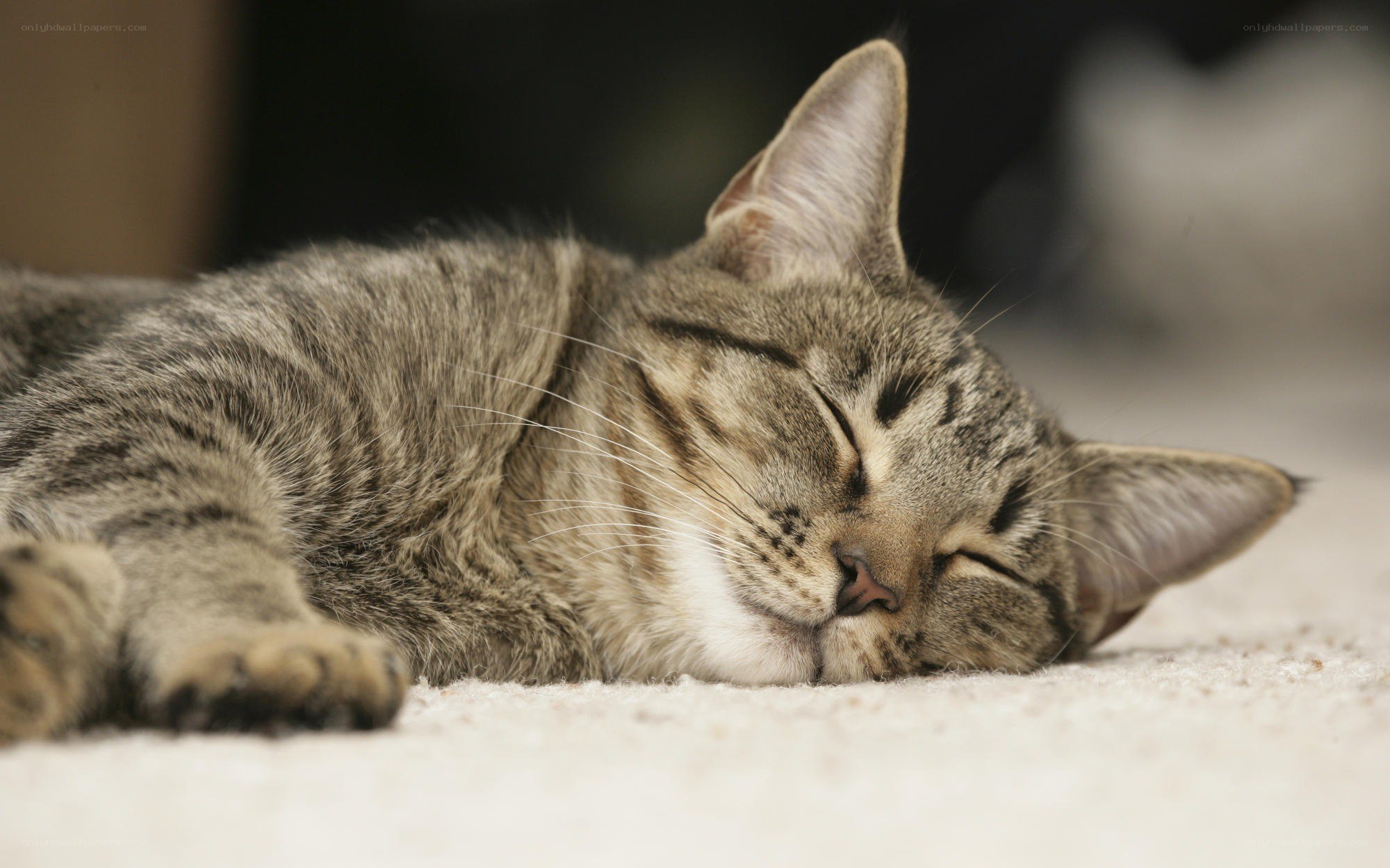 sleeping tabby cat