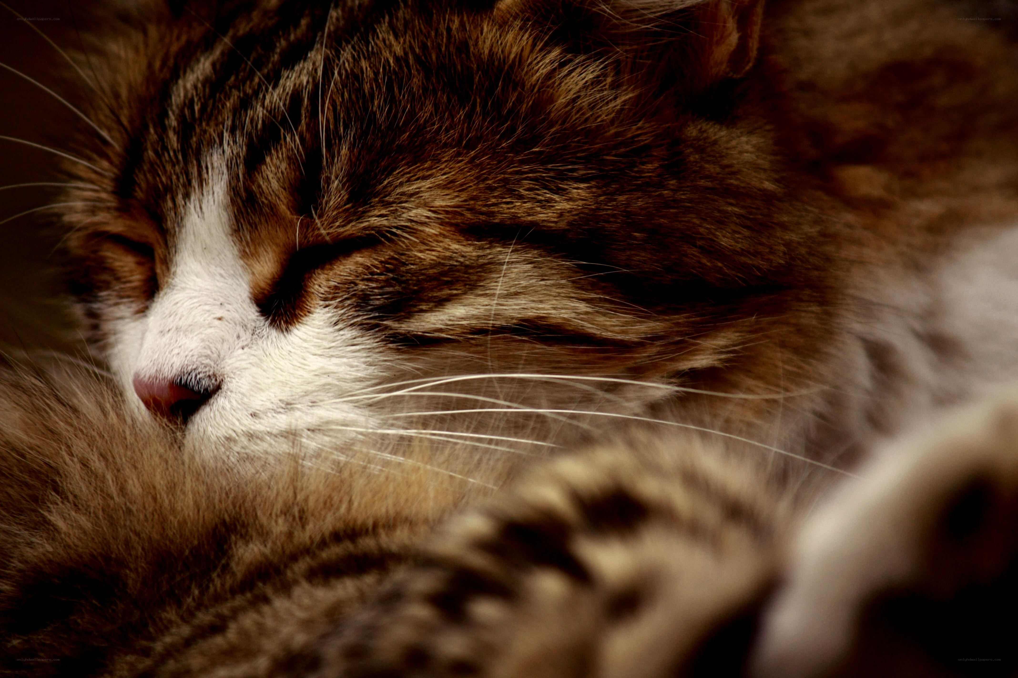 Sleeping tabby cat
