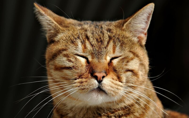 sleeping tabby cat