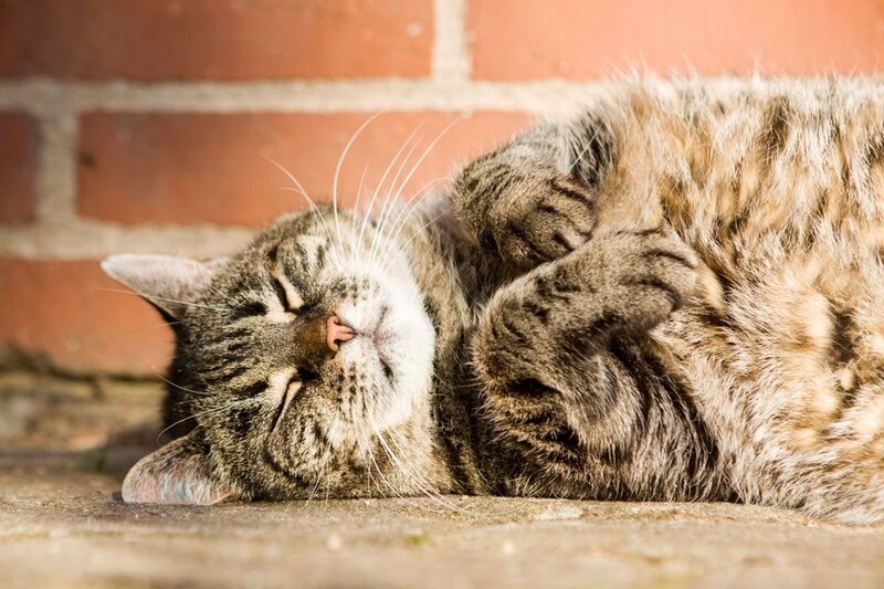 Sleeping tabby cat