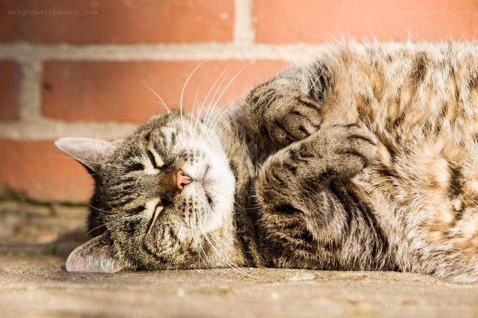 Sleeping tabby cat