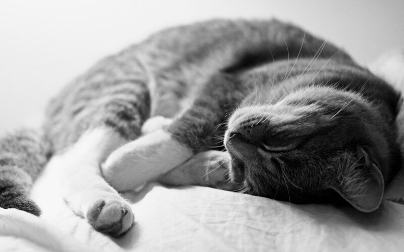 Sleeping tabby cat