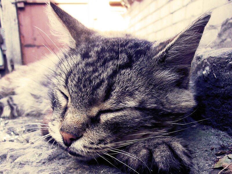 sleeping tabby cat