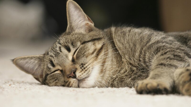 sleeping tabby cat