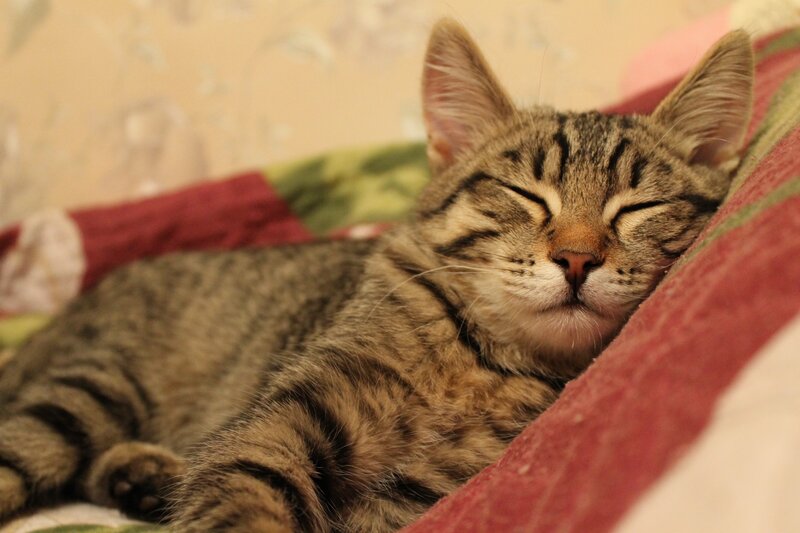 Sleeping tabby cat