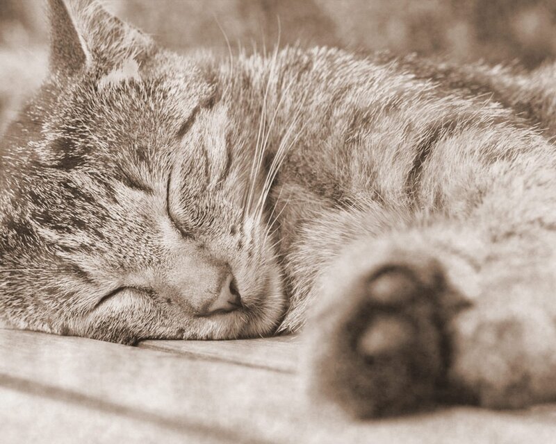 Sleeping tabby cat