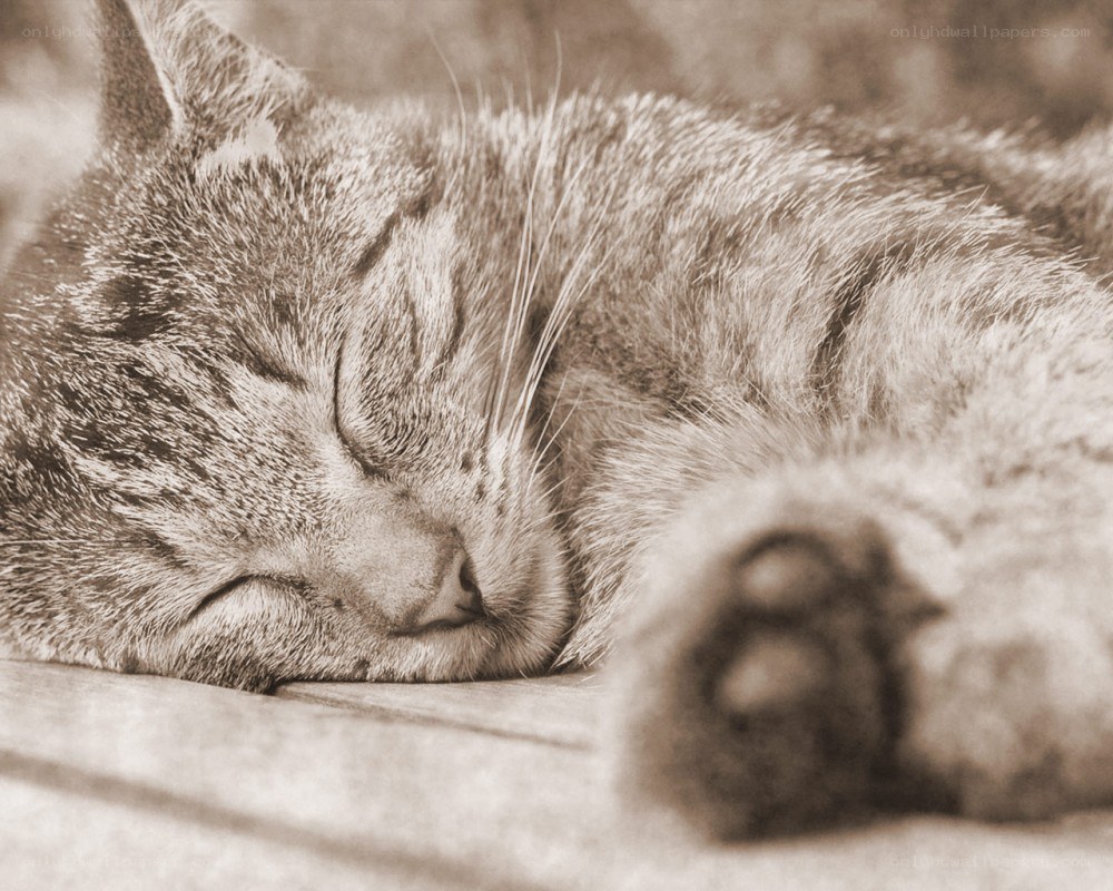 Sleeping tabby cat