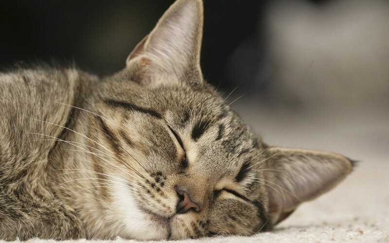 sleeping tabby cat