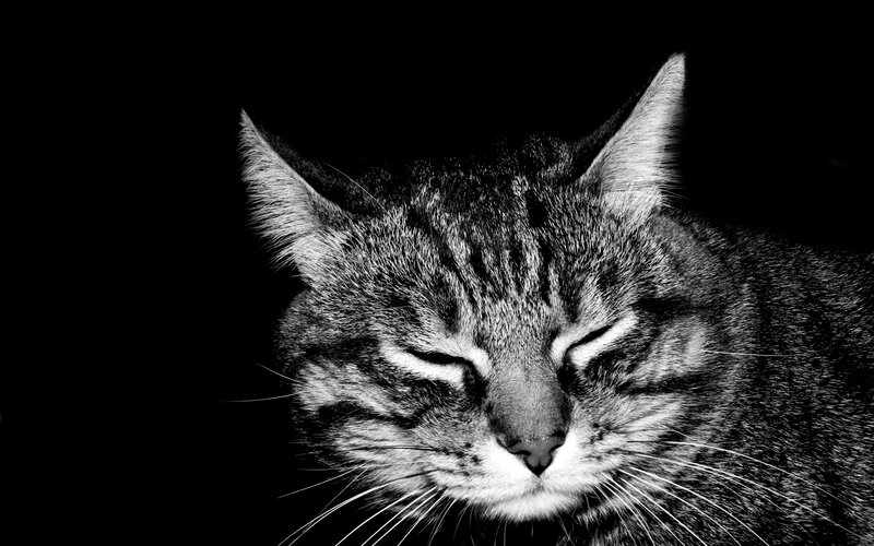 sleeping tabby cat
