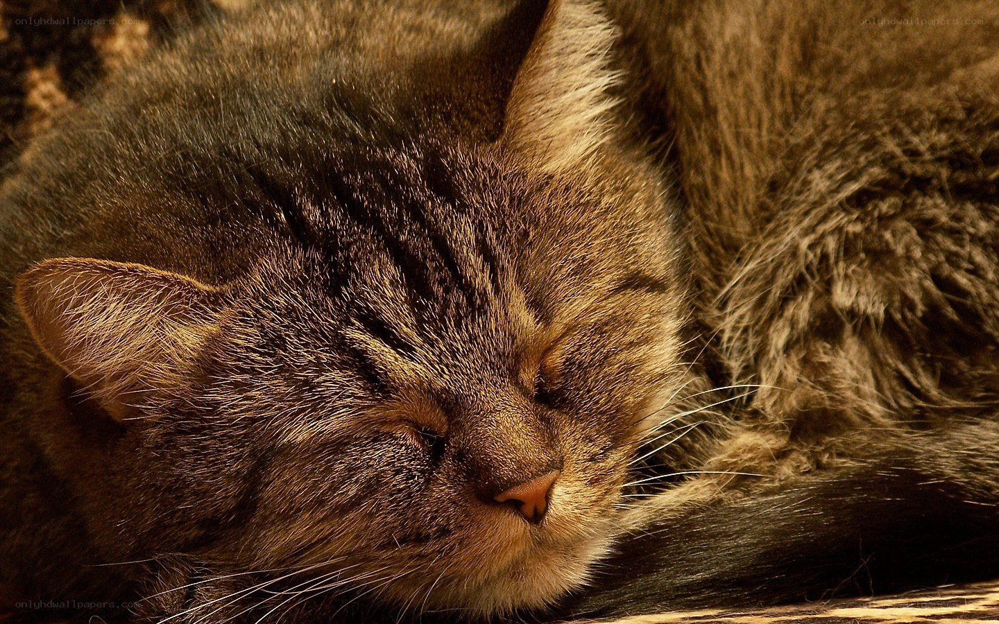 sleeping tabby cat