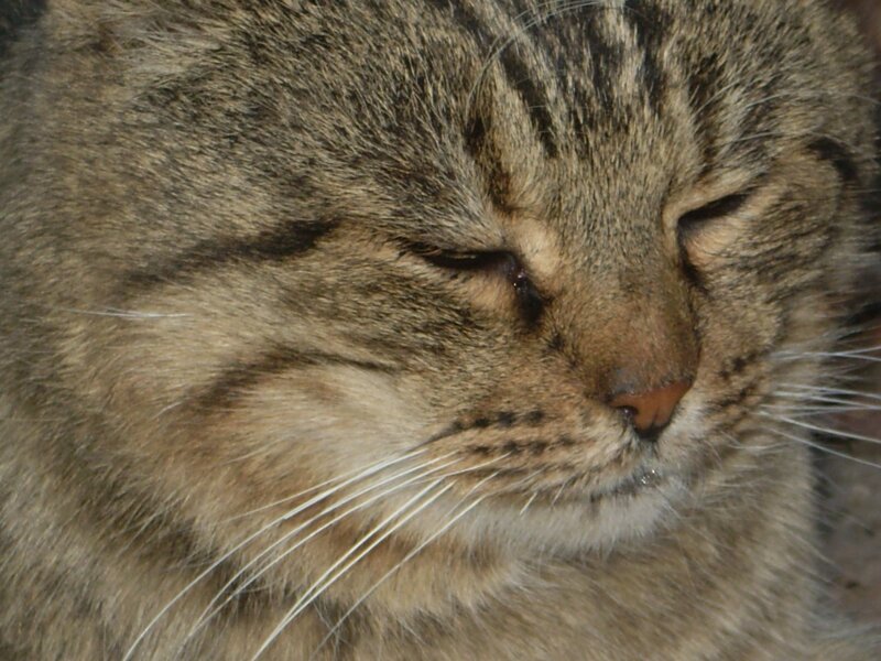sleeping tabby cat