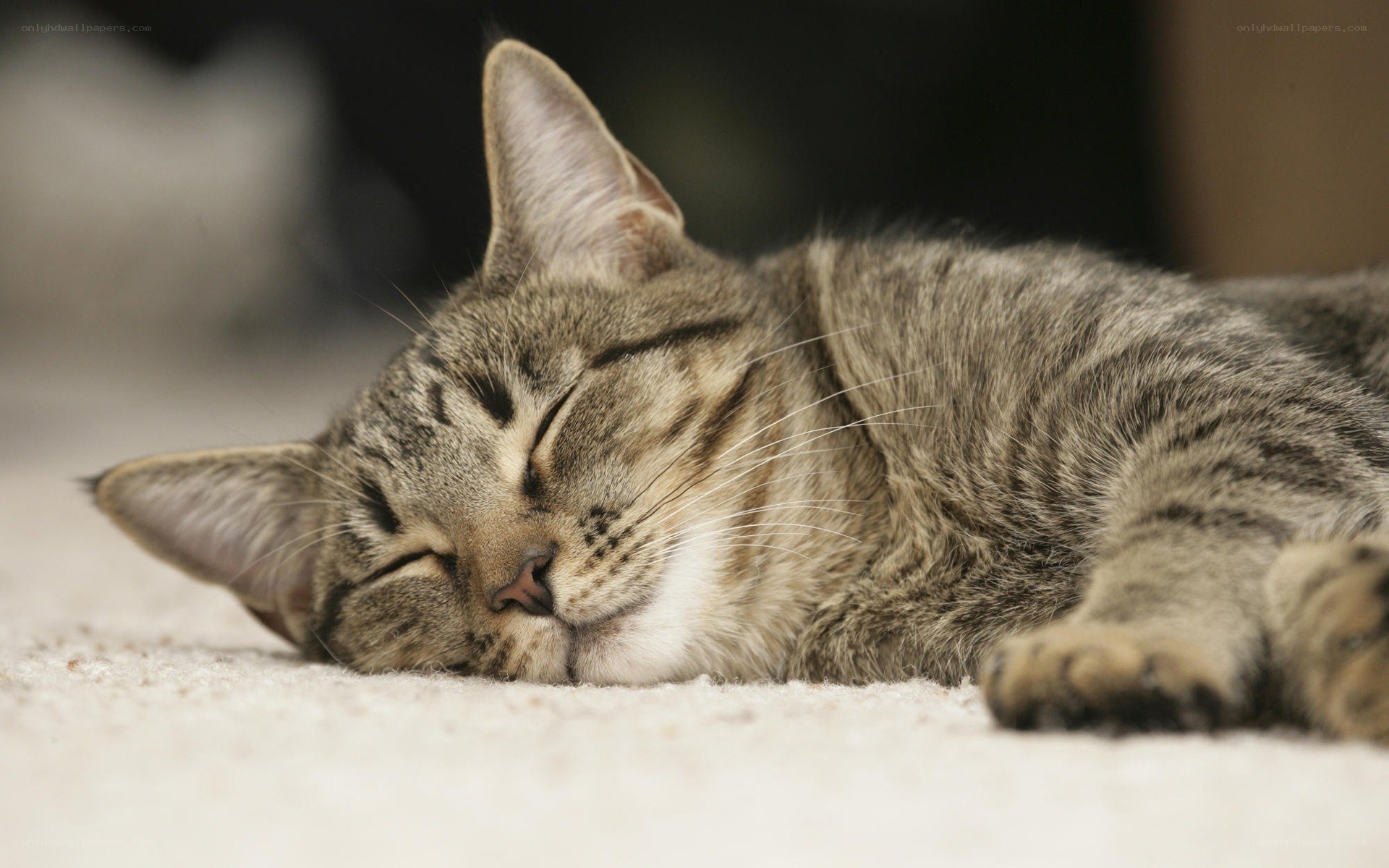 Sleeping tabby cat