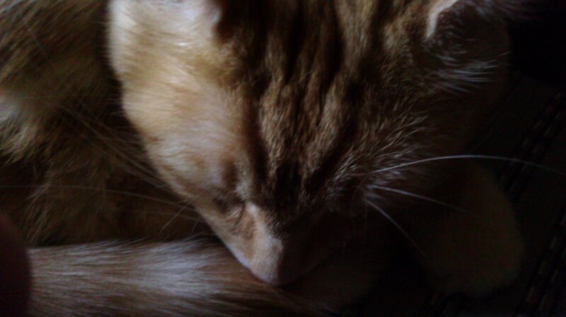 sleeping tabby cat