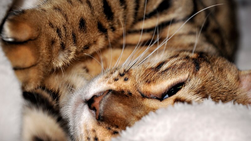sleeping tabby cat